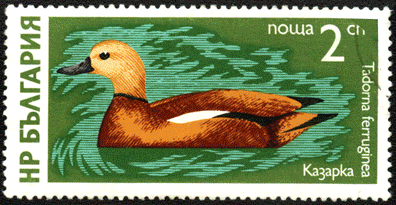 На почтовых марках казарка